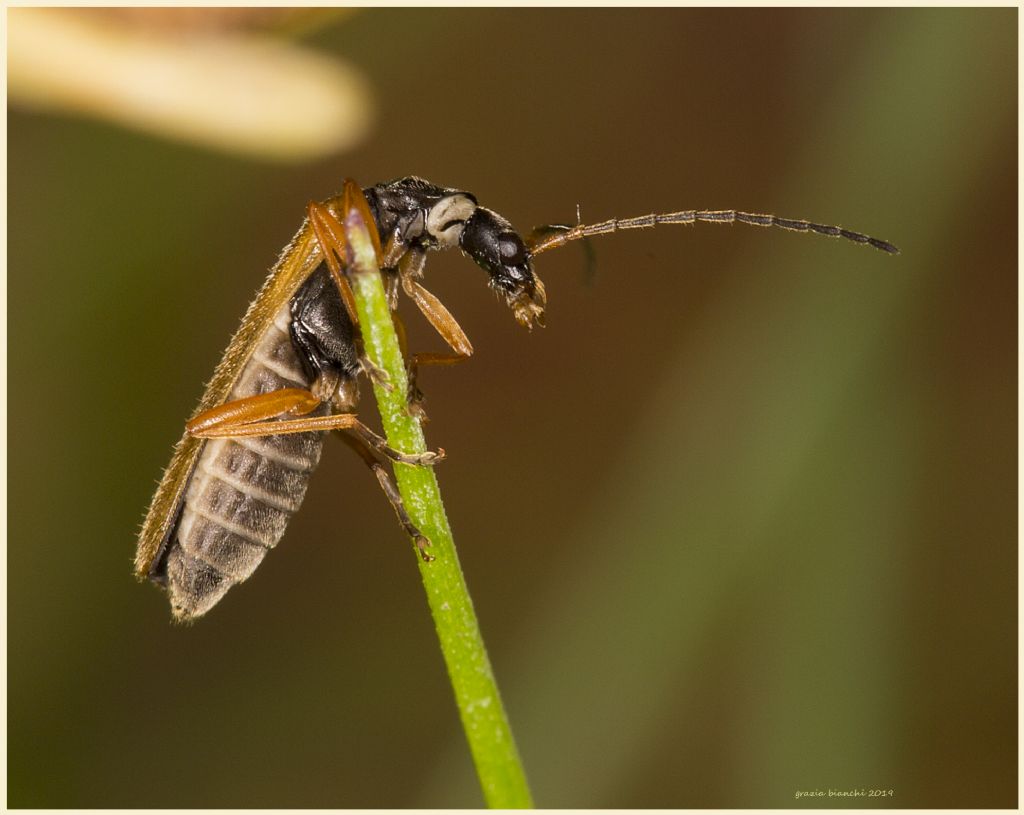 Cantharidae: Dichelo tarsus procerulus?  No, Rhagonycha lignosa